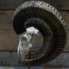 Capital mouflon skull on a stone base.