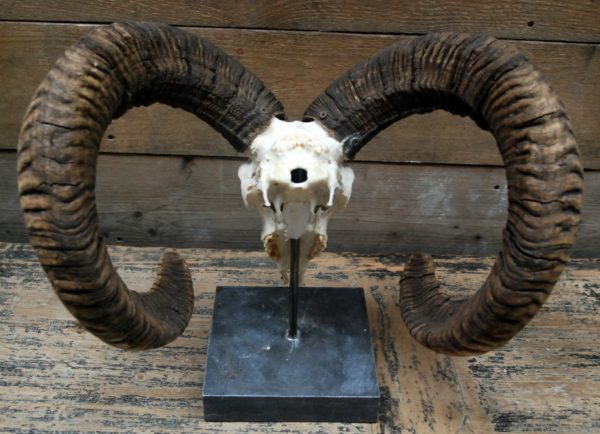 Capital mouflon skull on a stone base.