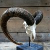 Capital mouflon skull on a stone base.