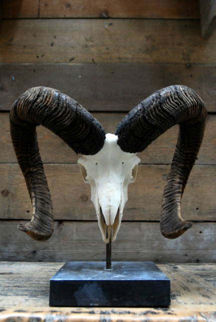 Kapitale mouflon schedel op een hardstenen sokkel