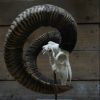 Capital mouflon skull on a stone base.