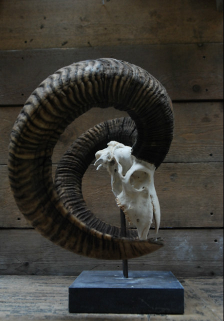 Capital mouflon skull on a stone base.