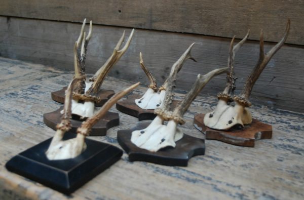 Very old, unique roe buck antlers mounted on wooden panels