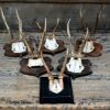 Very old, unique roe buck antlers mounted on wooden panels