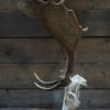 Capital fallow deer antlers with complete skull. The skulls are mounted on a stone base.