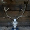 Capital fallow deer antlers with complete skull. The skulls are mounted on a stone base.