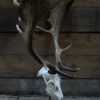 Capital fallow deer antlers with complete skull. The skulls are mounted on a stone base.