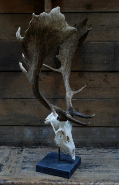 Capital fallow deer antlers with complete skull. The skulls are mounted on a stone base.