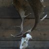 Capital fallow deer antlers with complete skull. The skulls are mounted on a stone base.