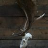 Capital fallow deer antlers with complete skull. The skulls are mounted on a stone base.