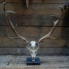 Capital fallow deer antlers with complete skull. The skulls are mounted on a stone base.