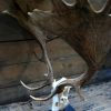 Capital fallow deer antlers with complete skull. The skulls are mounted on a stone base.