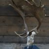 Capital fallow deer antlers with complete skull. The skulls are mounted on a stone base.