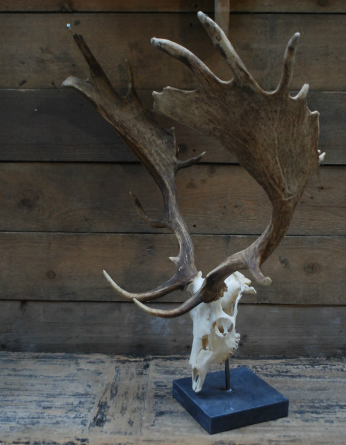 Capital fallow deer antlers with complete skull. The skulls are mounted on a stone base.