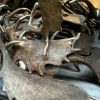 Antlers of fallow deer and red deer