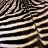 A grade zebra skins