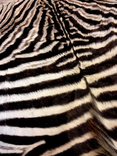 New newly tanned zebra skin.