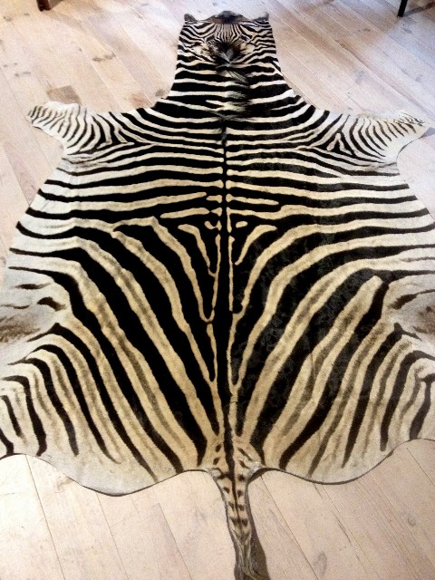 New newly tanned zebra skin