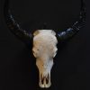 Exclusive carved skull of a water buffalo