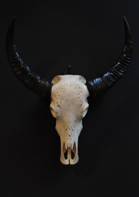 Exclusieve bewerkte schedel van een waterbuffel