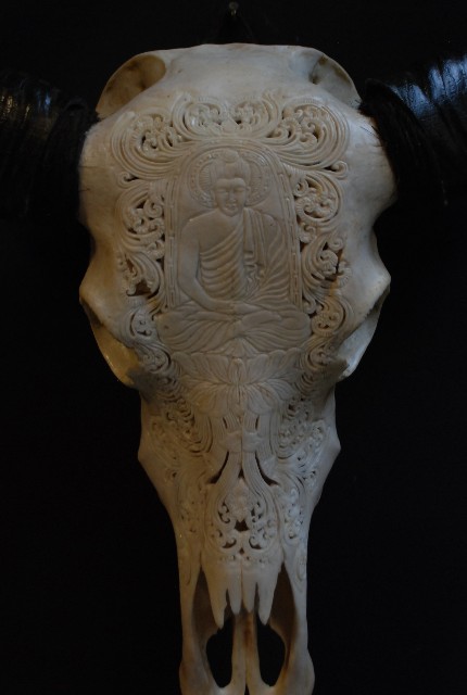 Exclusieve bewerkte schedel van een waterbuffel