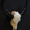 Exclusive carved skull of a water buffalo