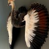 Taxidermy young crane