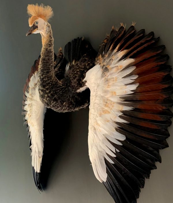 Taxidermy young crane