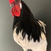 Taxidermy head of a rooster