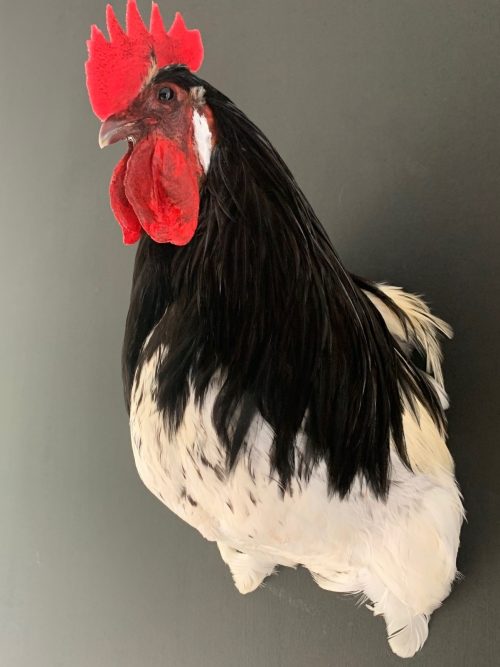 Taxidermy head of a rooster