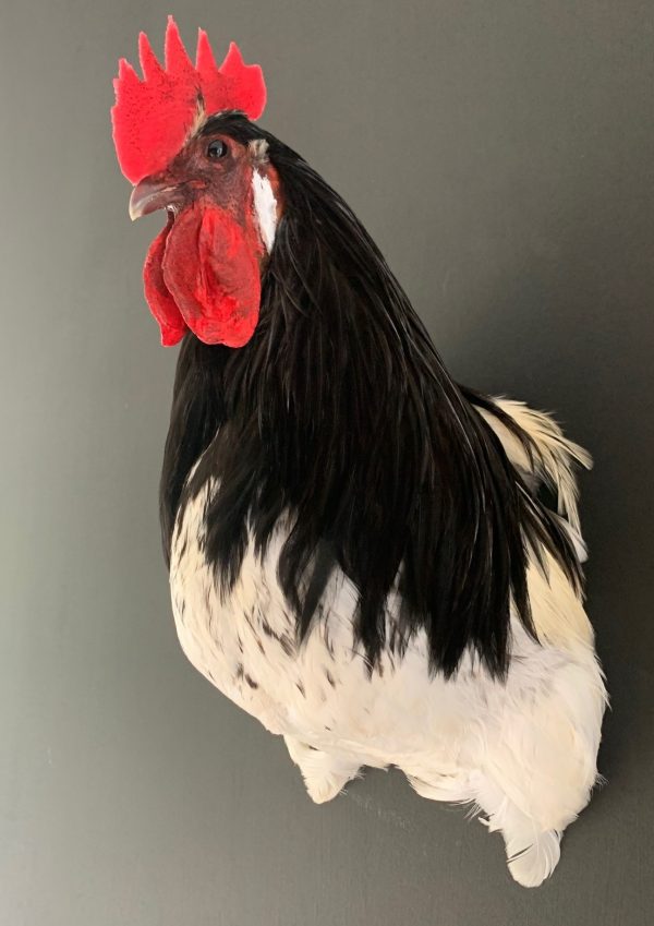 Taxidermy head of a rooster