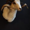 Recently stuffed head of a capital ram.