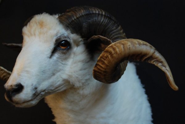 Recently stuffed head of a capital ram.