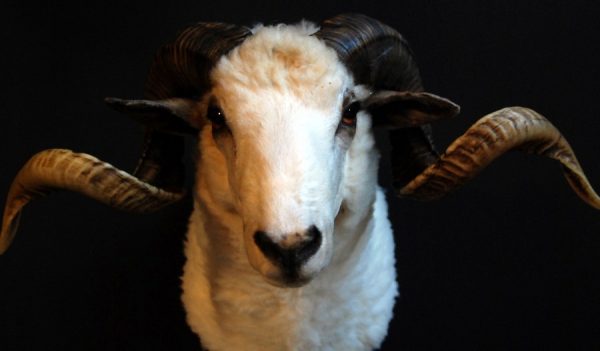 Recently stuffed head of a capital ram.