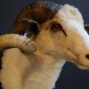 Recently stuffed head of a capital ram.