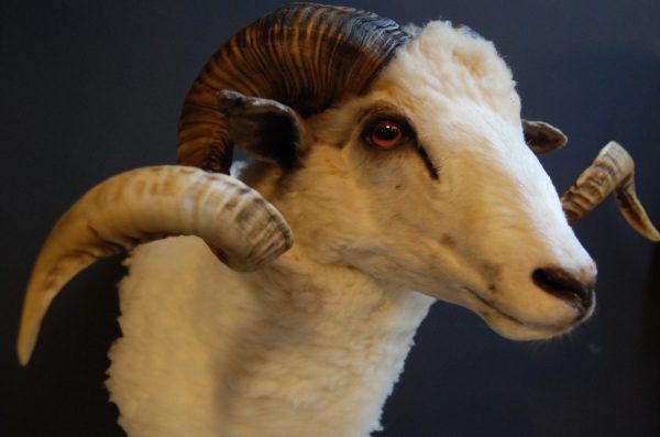 Recently stuffed head of a capital ram.