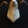 Recently stuffed head of a capital ram.