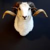 Recently stuffed head of a capital ram.