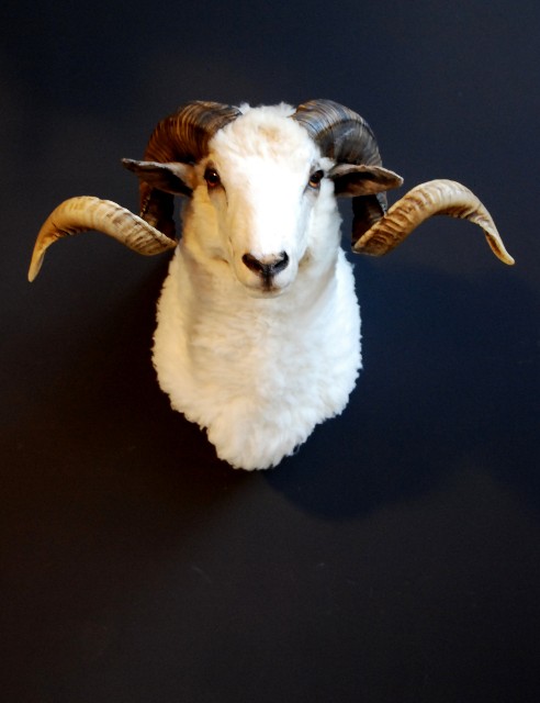 Recently stuffed head of a capital ram.