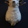 Recently stuffed head of a ram.