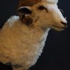 Recently stuffed head of a ram.