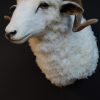 Recently stuffed head of a ram.