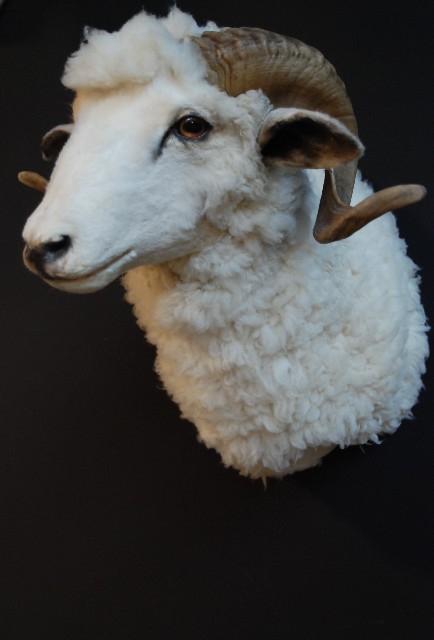 Recently stuffed head of a ram.