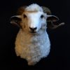 Recently stuffed head of a ram.