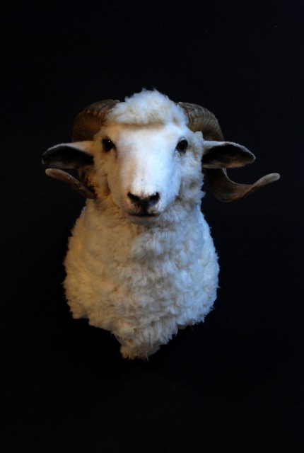 Recently stuffed head of a ram.