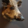 Cute stuffed boar head.