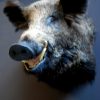 Stuffed head of a large wild boar