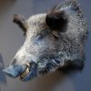 Stuffed head of a large wild boar