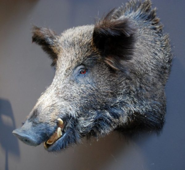 Stuffed head of a large wild boar