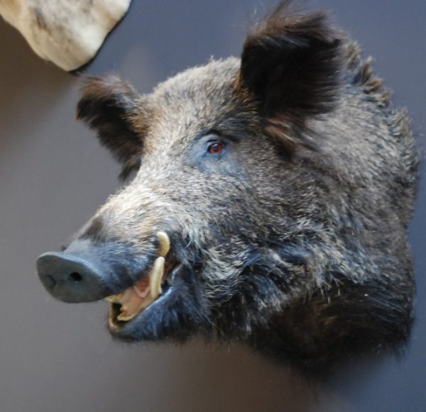 Stuffed head of a large wild boar